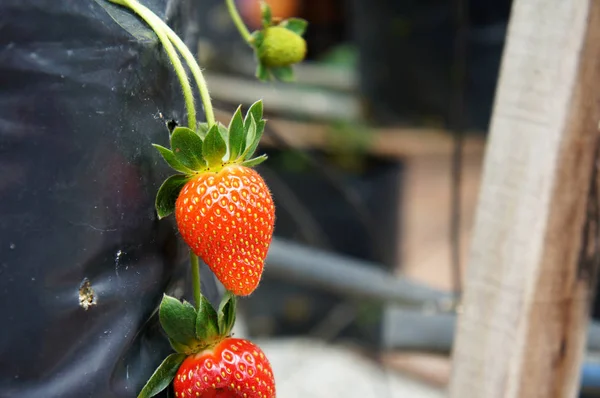 Cameron Highland Malezja Marca 2019 Truskawkowe Owoce Farmie Truskawek Posadzone — Zdjęcie stockowe