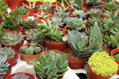 Seçilmiş küçük ve renkli kaktüs bir grup küçük plastik tencere dikilmiş odaklı. Kaktüs kapalı dekorasyon olarak kullanılacaktır. Çiftçiler için gelir olarak müşteri için satış.   