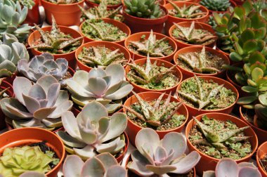 Seçilmiş küçük ve renkli kaktüs bir grup küçük plastik tencere dikilmiş odaklı. Kaktüs kapalı dekorasyon olarak kullanılacaktır. Çiftçiler için gelir olarak müşteri için satış.   