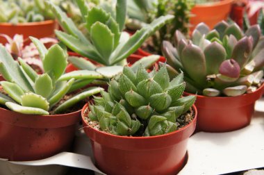 Seçilmiş küçük ve renkli kaktüs bir grup küçük plastik tencere dikilmiş odaklı. Kaktüs kapalı dekorasyon olarak kullanılacaktır. Çiftçiler için gelir olarak müşteri için satış.   