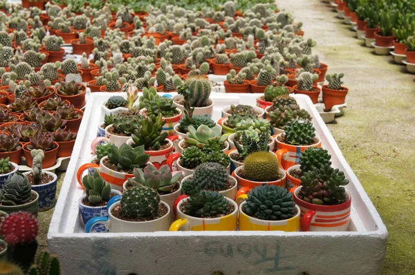Wybrane Koncentruje Się Grupy Małych Kolorowych Kaktusów Obsadzone Małych Doniczkach — Zdjęcie stockowe