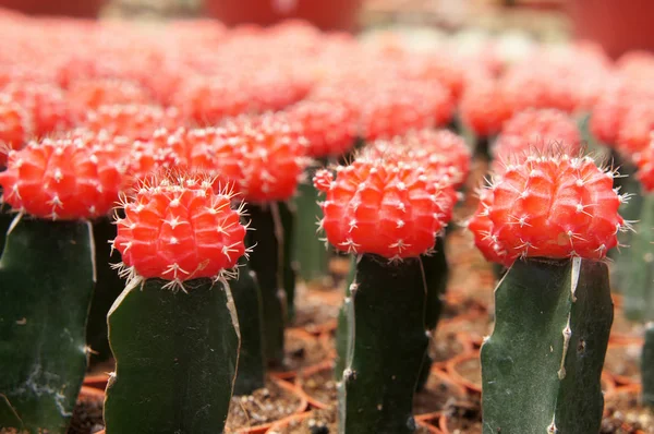 Selected Focused Group Small Colourful Cactus Planted Small Plastic Pots — Stock Photo, Image