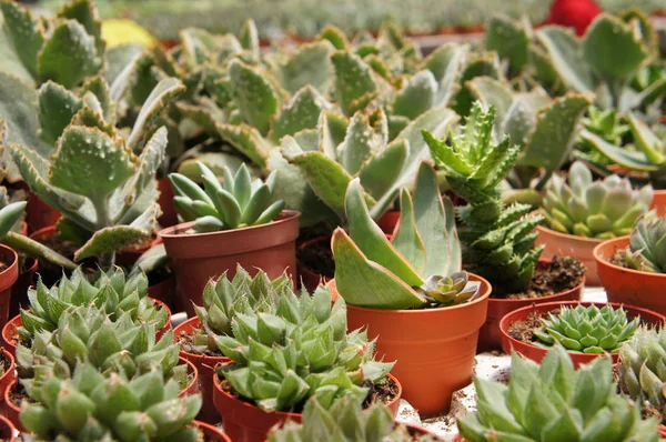 Selected Focused Group Small Colourful Cactus Planted Small Plastic Pots — Stock Photo, Image