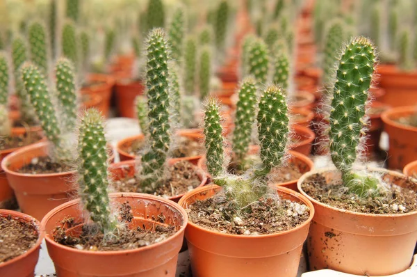 Selected Focused Group Small Colourful Cactus Planted Small Plastic Pots — Stock Photo, Image