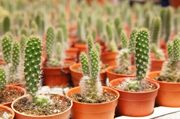 Selected Focused Group Small Colourful Cactus Planted Small Plastic Pots — Stock Photo, Image