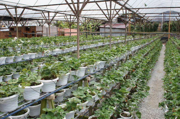 キャメロンハイランド マレーシア 2019年3月17日 イチゴ農場でイチゴの果物 植え付けはスペースを節約するために複数階建ての棚を使用する 小さなポリビニルパイプからの水滴を使用して水やり — ストック写真