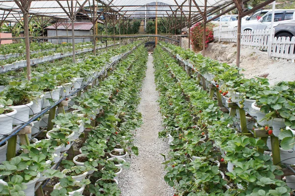 キャメロンハイランド マレーシア 2019年3月17日 イチゴ農場でイチゴの果物 植え付けはスペースを節約するために複数階建ての棚を使用する 小さなポリビニルパイプからの水滴を使用して水やり — ストック写真