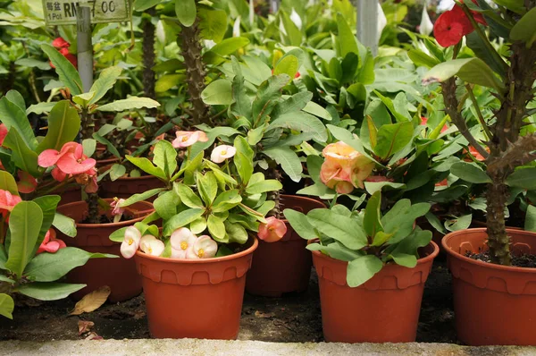 Euphorbia flower planted in a small plastic pot. Planted for sale in plant nurseries.