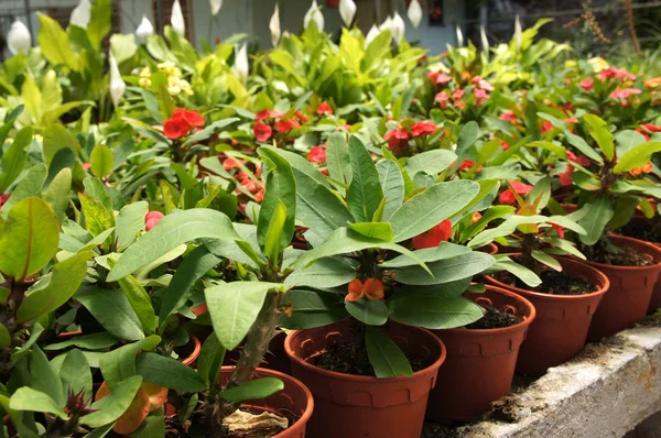 Euphorbia flower planted in a small plastic pot. Planted for sale in plant nurseries.