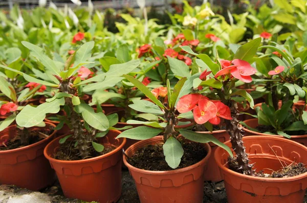 Euphorbia flower planted in a small plastic pot. Planted for sale in plant nurseries.