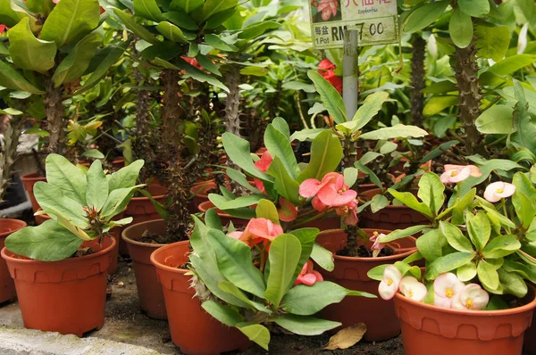 Euphorbia flower planted in a small plastic pot. Planted for sale in plant nurseries.