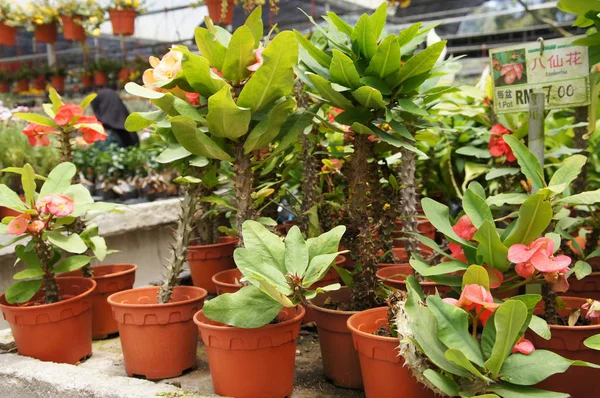 Euphorbia Květina Zasadil Malé Plastové Květináče Vysázeny Prodej Rostlinných Školek — Stock fotografie