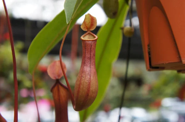 ウツボカズラ投手の熱帯植物としても知られている食虫植物の属であります 小さなプラスチックの鉢と植物の苗の販売のためのハングに植え — ストック写真