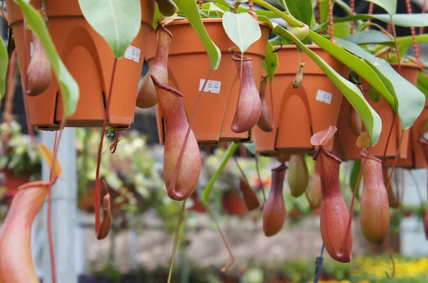 Nepenthes Také Známý Jako Tropické Rostliny Džbán Rod Masožravých Rostlin — Stock fotografie