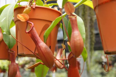 Nepenthes also known as tropical pitcher plants, is a genus of carnivorous plants. Planted in small plastic pots and hang for sale in the plant nursery.   clipart