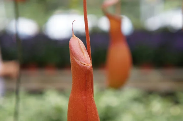 Nepenthes Also Known Tropical Pitcher Plants Genus Carnivorous Plants Planted — Stock Photo, Image