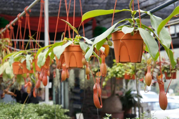 Nepenthes Género Botânico Pertencente Família Asteraceae Plantado Pequenos Vasos Plástico — Fotografia de Stock