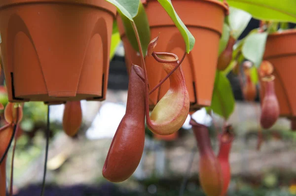 ウツボカズラ投手の熱帯植物としても知られている食虫植物の属であります 小さなプラスチックの鉢と植物の苗の販売のためのハングに植え — ストック写真