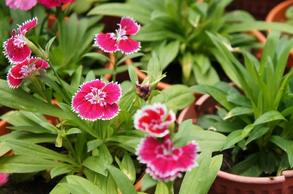 种植在苗圃小锅里的花 — 图库照片