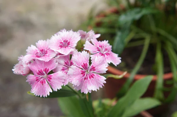 种植在苗圃小锅里的花 — 图库照片