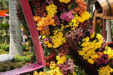 Putrajaya, Malezya-25 Ağustos 2018: çeşitli türler ve Kasımpatı çiçekler, renkli ve Royal Floria Bahçe Putrajaya, Malezya yetişir.