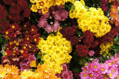 Putrajaya, Malezya-25 Ağustos 2018: çeşitli türler ve Kasımpatı çiçekler, renkli ve Royal Floria Bahçe Putrajaya, Malezya yetişir.