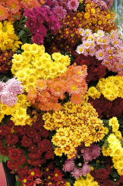 Putrajaya Malaysia Agosto 2018 Várias Espécies Coloridas Flores Crisântemo Plantadas — Fotografia de Stock