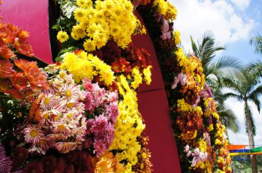 Putrajaya, Malezya-25 Ağustos 2018: çeşitli türler ve Kasımpatı çiçekler, renkli ve Royal Floria Bahçe Putrajaya, Malezya yetişir.