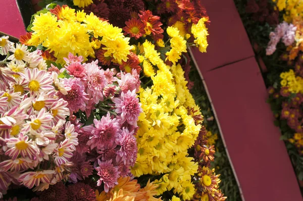 Putrajaya Malaisie Août 2018 Diverses Espèces Coloré Fleurs Chrysanthème Plantées — Photo