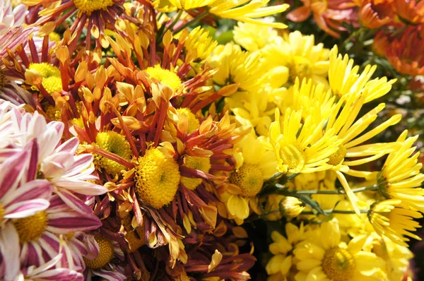 Putrajaya Malaisie Août 2018 Diverses Espèces Coloré Fleurs Chrysanthème Plantées — Photo