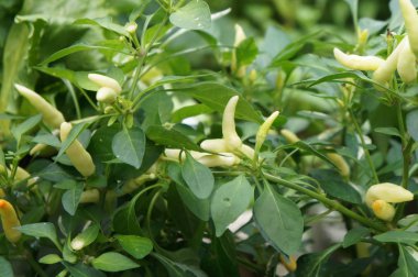 Kırmızı ve yeşil Chili veya Capsicum frutescens bitkiler. Bitki kreş dikildi. Bazıları hasat için hazır.