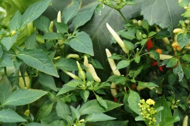 Kırmızı ve yeşil Chili veya Capsicum frutescens bitkiler. Bitki kreş dikildi. Bazıları hasat için hazır.