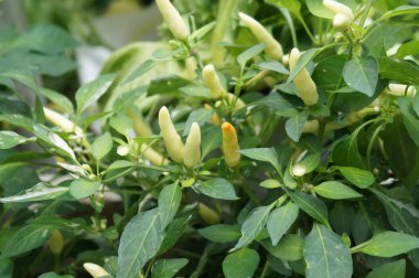 Kırmızı ve yeşil Chili veya Capsicum frutescens bitkiler. Bitki kreş dikildi. Bazıları hasat için hazır.