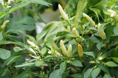 Kırmızı ve yeşil Chili veya Capsicum frutescens bitkiler. Bitki kreş dikildi. Bazıları hasat için hazır.