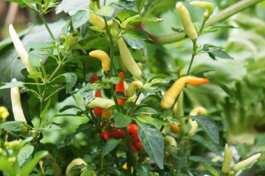 Kırmızı ve yeşil Chili veya Capsicum frutescens bitkiler. Bitki kreş dikildi. Bazıları hasat için hazır.