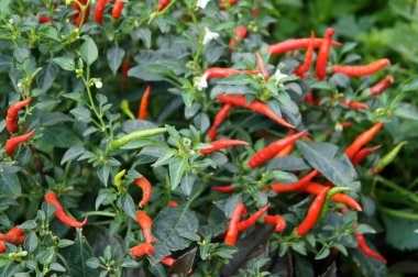 Red and green chili or capsicum frutescens plants. Planted in the plant nursery. Some of them are ready for harvest. clipart