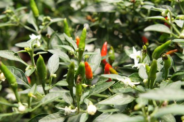 Kırmızı ve yeşil Chili veya Capsicum frutescens bitkiler. Bitki kreş dikildi. Bazıları hasat için hazır.