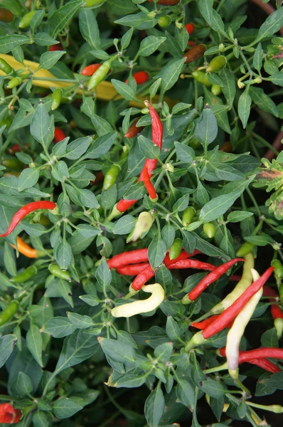 Red and green chili or capsicum frutescens plants. Planted in the plant nursery. Some of them are ready for harvest.