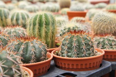 Kuala Lumpur, Malezya-26 Kasım 2018: seçilmiş küçük ve renkli kaktüs bir grup küçük plastik tencere dikili odaklı. Kaktüs kapalı dekorasyon olarak kullanılacaktır. Çiftçiler için gelir olarak müşteriye satış.   