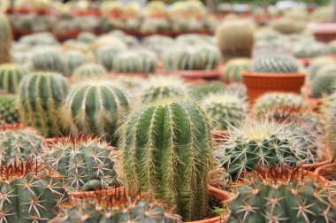 Kuala Lumpur, Malezya-26 Kasım 2018: seçilmiş küçük ve renkli kaktüs bir grup küçük plastik tencere dikili odaklı. Kaktüs kapalı dekorasyon olarak kullanılacaktır. Çiftçiler için gelir olarak müşteriye satış.   