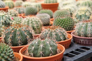 Kuala Lumpur, Malezya-26 Kasım 2018: seçilmiş küçük ve renkli kaktüs bir grup küçük plastik tencere dikili odaklı. Kaktüs kapalı dekorasyon olarak kullanılacaktır. Çiftçiler için gelir olarak müşteriye satış.   