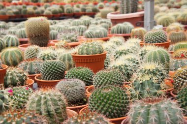 Kuala Lumpur, Malezya-26 Kasım 2018: seçilmiş küçük ve renkli kaktüs bir grup küçük plastik tencere dikili odaklı. Kaktüs kapalı dekorasyon olarak kullanılacaktır. Çiftçiler için gelir olarak müşteriye satış.   