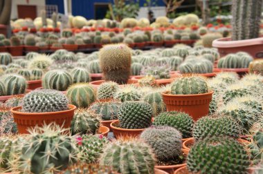 Kuala Lumpur, Malezya-26 Kasım 2018: seçilmiş küçük ve renkli kaktüs bir grup küçük plastik tencere dikili odaklı. Kaktüs kapalı dekorasyon olarak kullanılacaktır. Çiftçiler için gelir olarak müşteriye satış.   