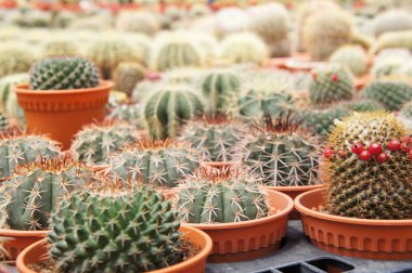 Kuala Lumpur, Malezya-26 Kasım 2018: seçilmiş küçük ve renkli kaktüs bir grup küçük plastik tencere dikili odaklı. Kaktüs kapalı dekorasyon olarak kullanılacaktır. Çiftçiler için gelir olarak müşteriye satış.   