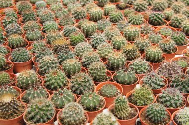 Kuala Lumpur, Malezya-26 Kasım 2018: seçilmiş küçük ve renkli kaktüs bir grup küçük plastik tencere dikili odaklı. Kaktüs kapalı dekorasyon olarak kullanılacaktır. Çiftçiler için gelir olarak müşteriye satış.   
