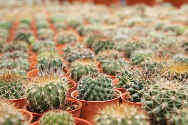 Kuala Lumpur, Malezya-26 Kasım 2018: seçilmiş küçük ve renkli kaktüs bir grup küçük plastik tencere dikili odaklı. Kaktüs kapalı dekorasyon olarak kullanılacaktır. Çiftçiler için gelir olarak müşteriye satış.   