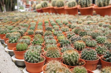 Kuala Lumpur, Malezya-26 Kasım 2018: seçilmiş küçük ve renkli kaktüs bir grup küçük plastik tencere dikili odaklı. Kaktüs kapalı dekorasyon olarak kullanılacaktır. Çiftçiler için gelir olarak müşteriye satış.   