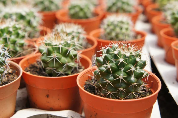 Kuala Lumpur, Malezya-26 Kasım 2018: seçilmiş küçük ve renkli kaktüs bir grup küçük plastik tencere dikili odaklı. Kaktüs kapalı dekorasyon olarak kullanılacaktır. Çiftçiler için gelir olarak müşteriye satış.   
