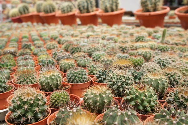 Kuala Lumpur, Malezya-26 Kasım 2018: seçilmiş küçük ve renkli kaktüs bir grup küçük plastik tencere dikili odaklı. Kaktüs kapalı dekorasyon olarak kullanılacaktır. Çiftçiler için gelir olarak müşteriye satış.   