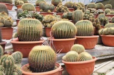 Kuala Lumpur, Malezya-26 Kasım 2018: seçilmiş küçük ve renkli kaktüs bir grup küçük plastik tencere dikili odaklı. Kaktüs kapalı dekorasyon olarak kullanılacaktır. Çiftçiler için gelir olarak müşteriye satış.   